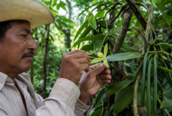 Productor revisa flores de vainilla en un huerto sombreado de Papantla, Veracruz, durante la polinización manual.