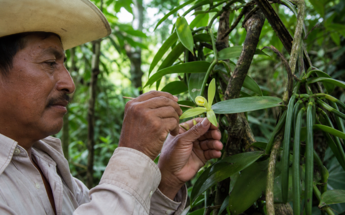 Productor revisa flores de vainilla en un huerto sombreado de Papantla, Veracruz, durante la polinización manual.
